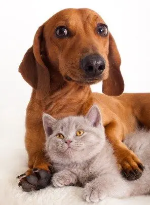 عکس زیبای سگ و گربه برای والپیپر