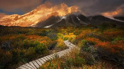 عکس از کوهستان برفی زیبا در مه و گیاهان رنگارنگ با کیفیت full hd