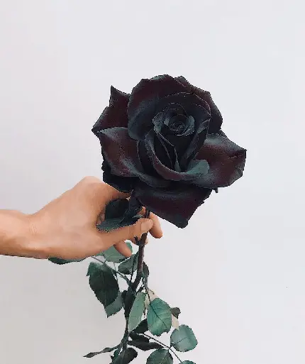 عکس گل رز سیاه طبیعی با کیفیت بالا