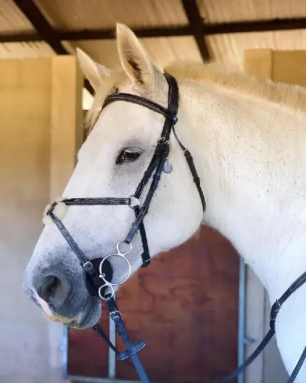 تابلو اسب دکوراتیو