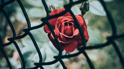 عکس گل رز قرمز زیبا برای کاور هایلایت