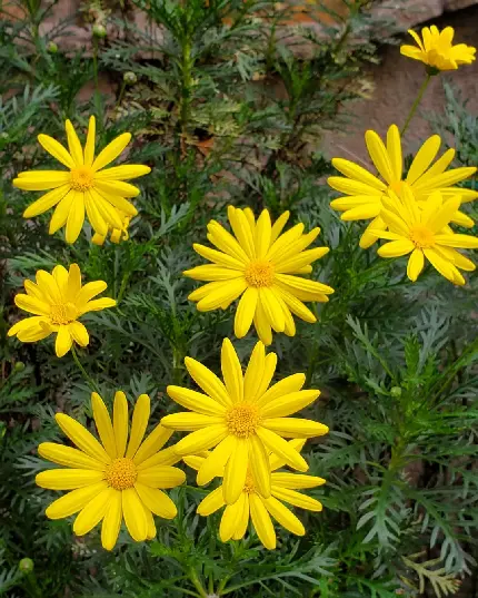 دانلود پس زمینه گل های زرد در باغچه با کیفیت hd