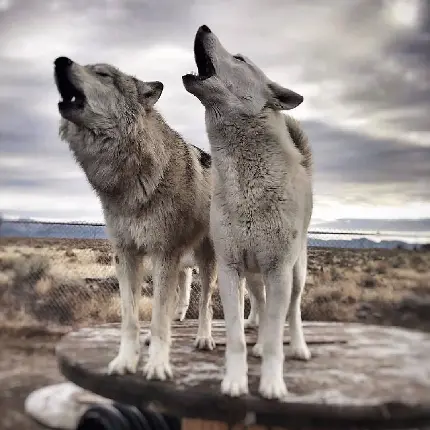 عکس سیگار در دست پسر طبیعی