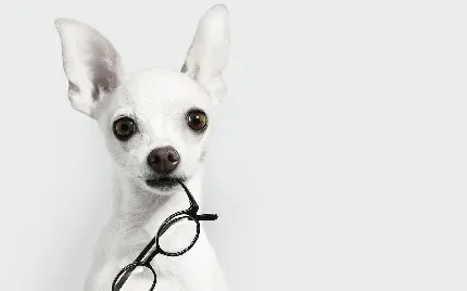 عکس سگ بامزه و جذاب شیواوا برای پروفایل با بهترین کیفیت