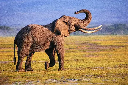 عکس و تصویر زمینه فیل با کیفیت بالا