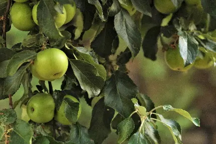 عکس درخت سیب سبز پربار و سرسبز با کیفیت بالا برای نوشتن متن