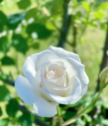 عکس گل رز سفید و صورتی با کیفیت بالا