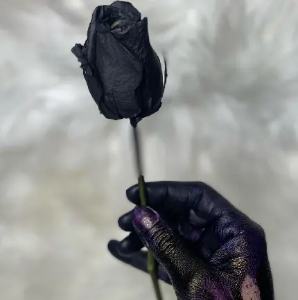 عکس گل رز سیاه غمگین با کیفیت بالا