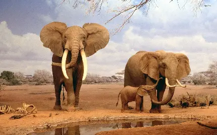 عکس حیوان فیل با کیفیت بالا