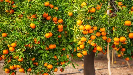تصویر زمینه اچ دی باغی پر از درخت پرتقال