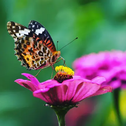 تصویر پروانه روی گل نشسته