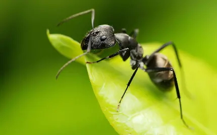 عکس مورچه با کیفیت