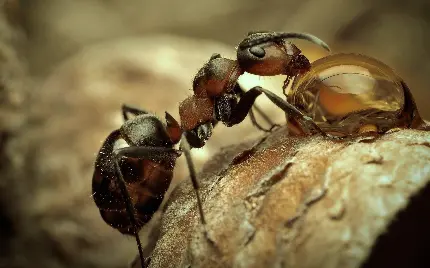 عکس مورچه از نمای خیلی نزدیک