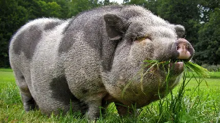 عکس خوک بزرگ از نمای نزدیک