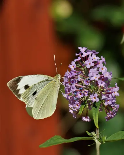 عکس دختر بدون چهره خفن