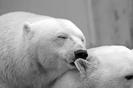 عکس خرس قطبی واقعی با کیفیت بالا