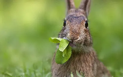 عکس خرگوش بامزه با کیفیت بالا