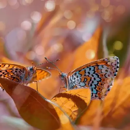 عکس پروانه های زیبا با کیفیت بالا