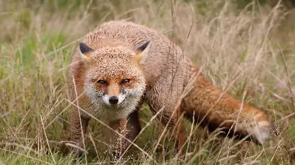 عکس و والپیپر از روباه سرخ با کیفیت بالا برای پروفایل
