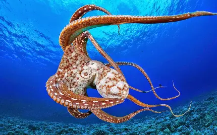 عکس هشت پا ترسناک