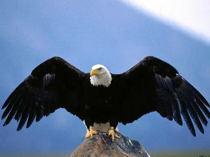 عکس عقاب زیبا