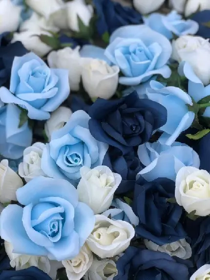 وااپیپر گل های رز آبی با کیفیت بالا