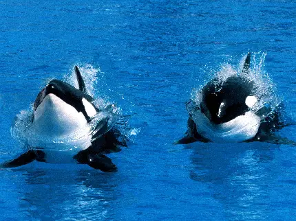 عکس نهنگ قاتل وحشی با کیفیت بالا