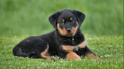 عکس سگ مهربان از نژاد rottweiler روتوایلر با کیفیت عالی