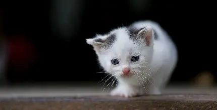 عکس گربه سفید طوسی دو رنگ با کیفیت