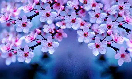 تصویر زمینه شکوفه های گیلاس برای نوشتن متن های احساسی