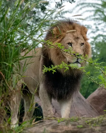 عکس جذاب و بی نظیر از شیر سلطان جنگل و چمنزار 