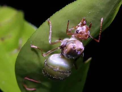 عکس مورچه ملکه از نزدیک
