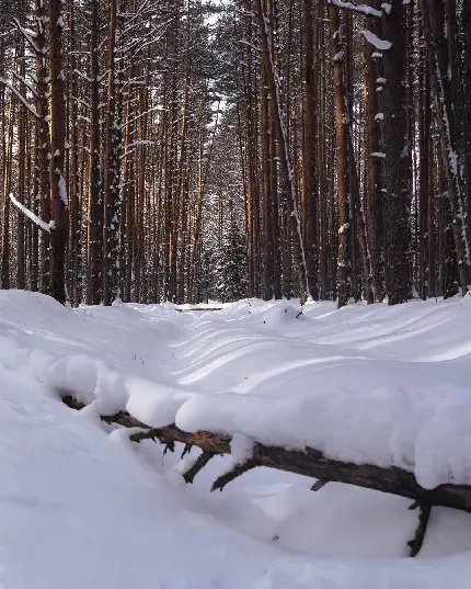 عکس زیبا و شگفت انگیز زمستان برفی برای پروفایل