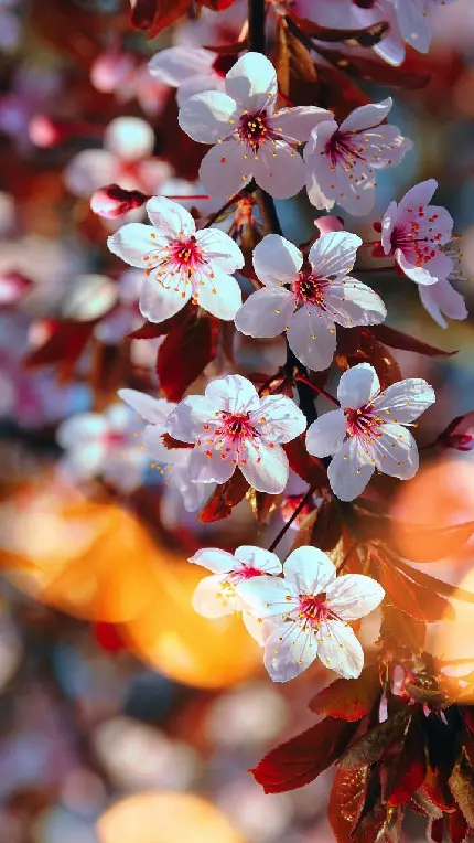 تصویر زمینه شکوفه های گیلاس برای گوشی با کیفیت بالا