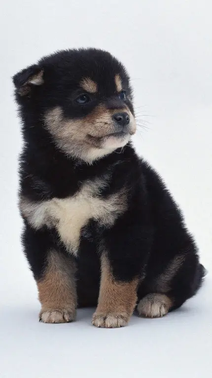 عکس سگ بزرگ