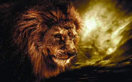 عکس شیر سلطان جنگل برای بک گراند و پس زمینه