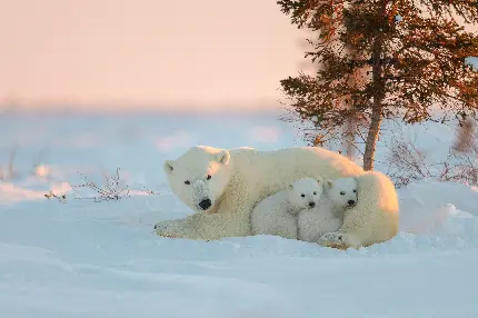 عکس خرس قطبی با توله هایش