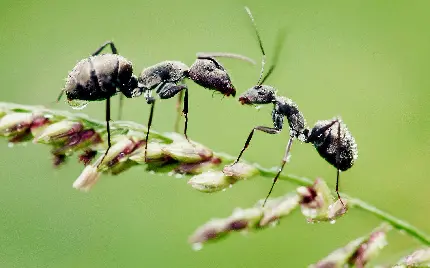 عکس مورچه های کارگر