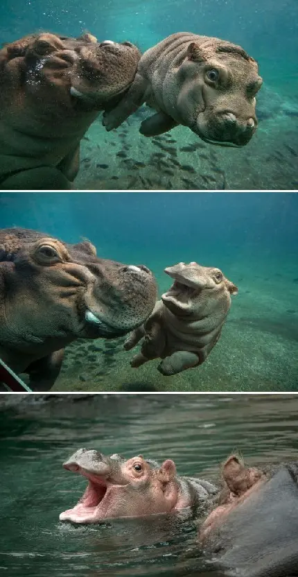 تابلو اسب دکوراتیو