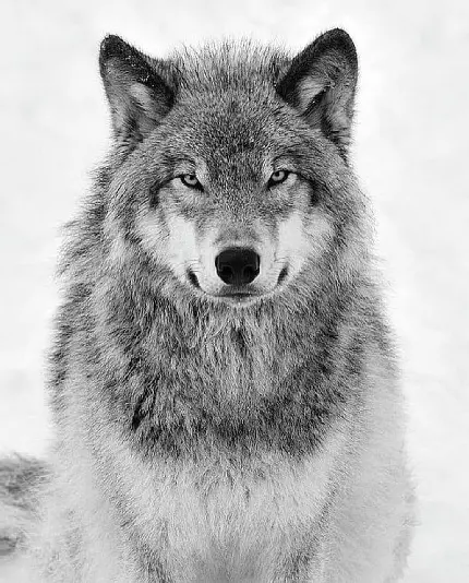 تصویر گرگ خاکستری در برف با بهترین کیفیت