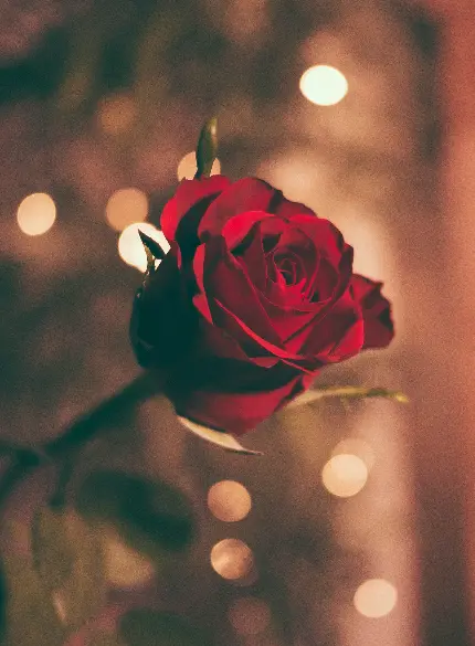 عکس گل رز قرمز زیبا عاشقانه طبیعی