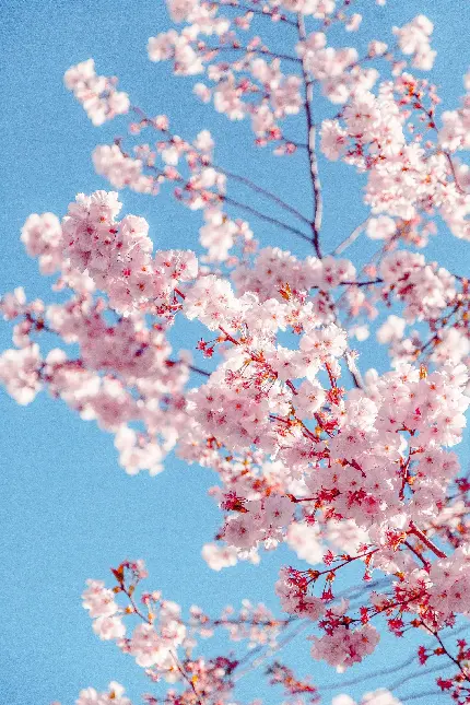 پس زمینه بهترین منظره از شکوفه های گیلاس بر روی درختان بهاری