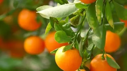 والپیپر درخت پرتقال برای نوشتن متن 