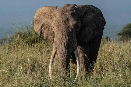 عکس فیل عاج دار در آفریقا