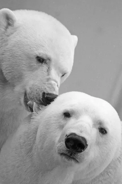 عکس خرس قطبی برای پروفایل با کیفیت بالا