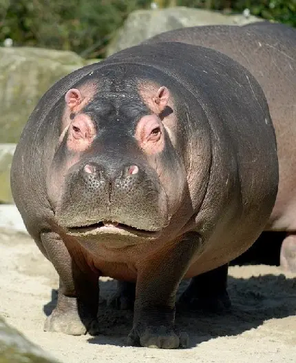 تابلو اسب دکوراتیو