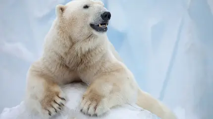عکس خرس قطبی سفید برای پروفایل