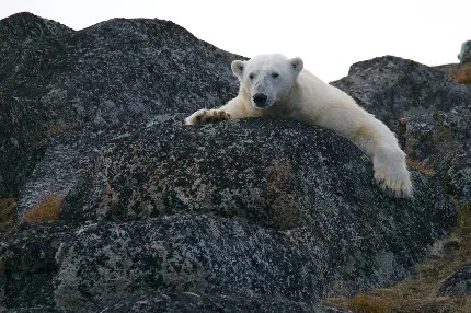 عکس زیبای خرس قطبی روی صخره