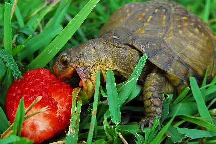 عکس لاک پشت زیبا در حال غذا خوردن