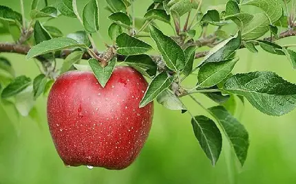 پس زمینه سیب سرخ بر روی درخت زیبا و سرسبز خود با کیفیت عالی